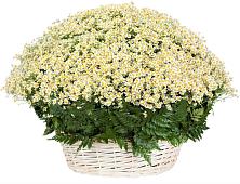 Цветочная композиция из Ромашки в корзине #REPLACE_PRED# Ищёрской